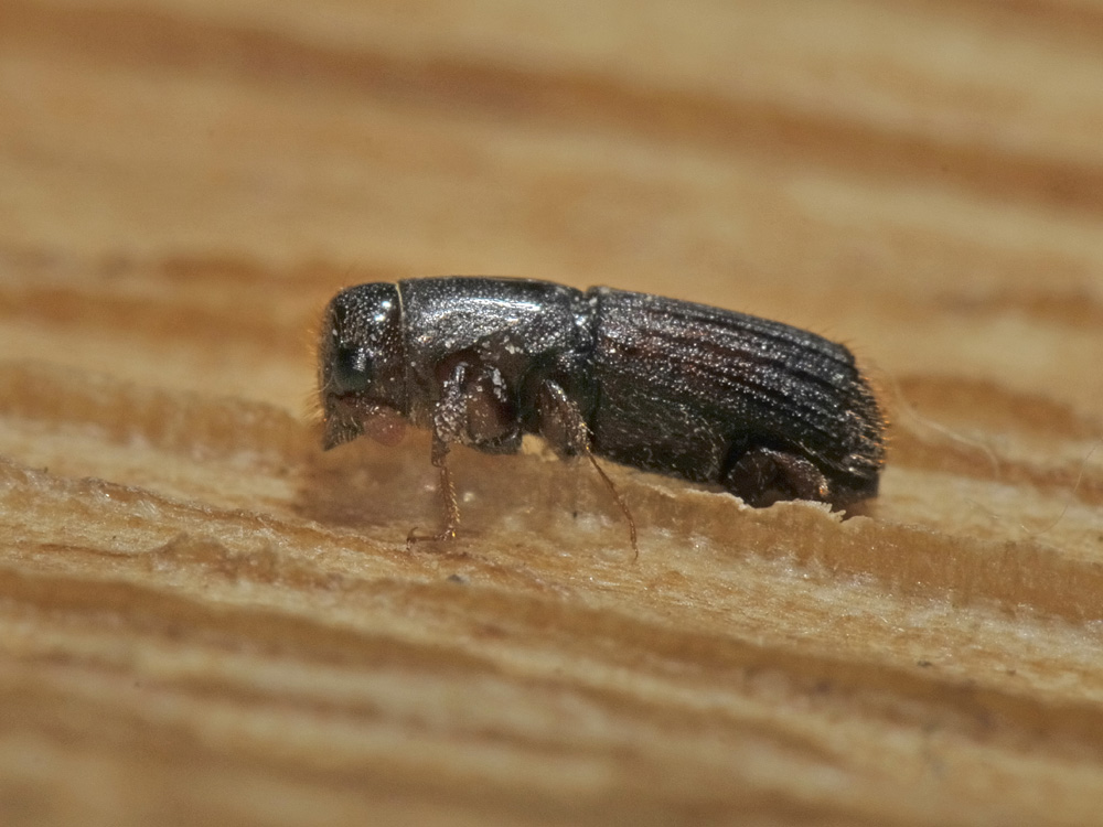 Platypus cylindrus - Curculionidae Platypodinae